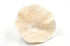 turbinaria disk coral